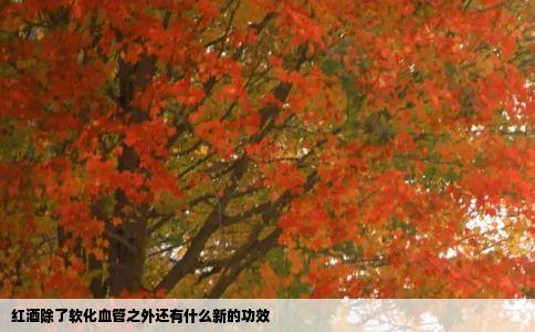 红酒除了软化血管之外还有什么新的功效
