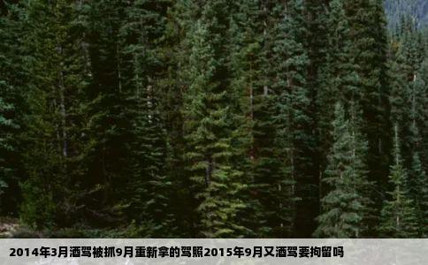 2014年3月酒驾被抓9月重新拿的驾照2015年9月又酒驾要拘留吗