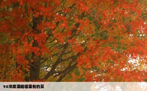 90浓度酒精哪里有的买