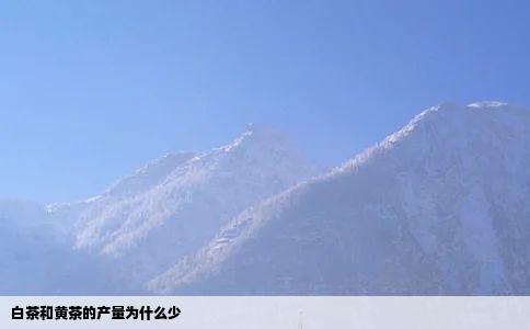 白茶和黄茶的产量为什么少