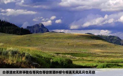 白茶清欢无别事我在等风也等你苦酒折柳今相离无风无月也无你