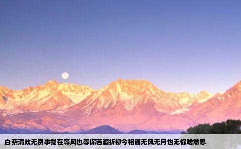 白茶清欢无别事我在等风也等你若酒折柳今相离无风无月也无你啥意思