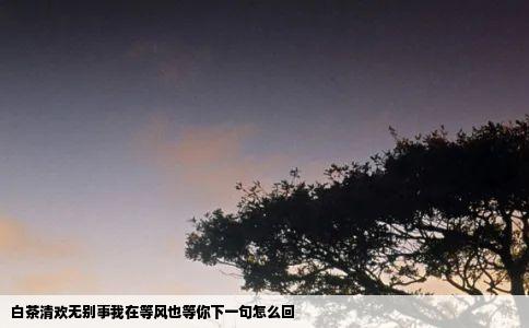 白茶清欢无别事我在等风也等你下一句怎么回