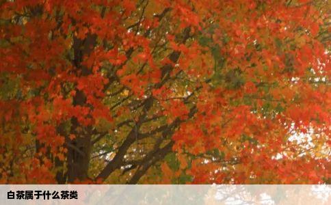 白茶属于什么茶类