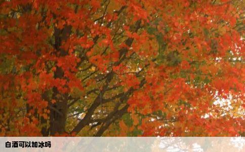 白酒可以加冰吗