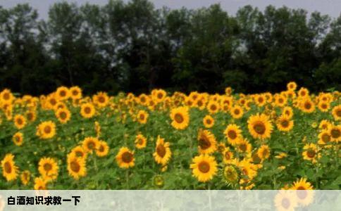 白酒知识求教一下