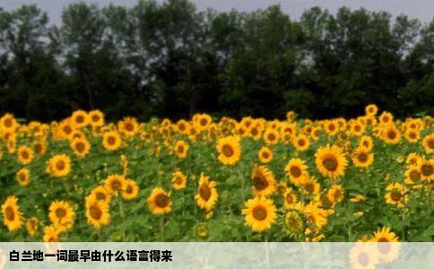 白兰地一词最早由什么语言得来