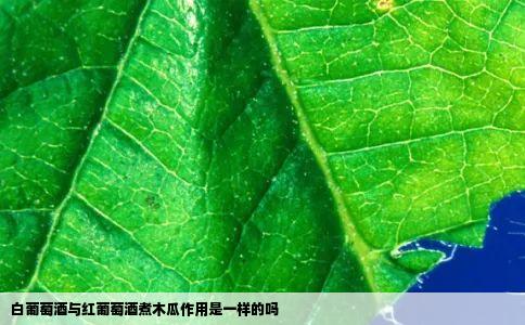白葡萄酒与红葡萄酒煮木瓜作用是一样的吗