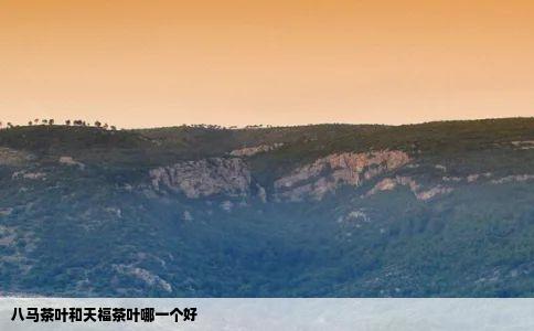 八马茶叶和天福茶叶哪一个好