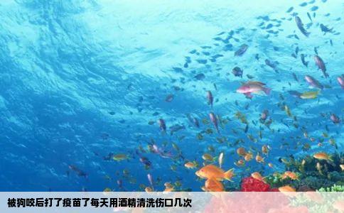 被狗咬后打了疫苗了每天用酒精清洗伤口几次