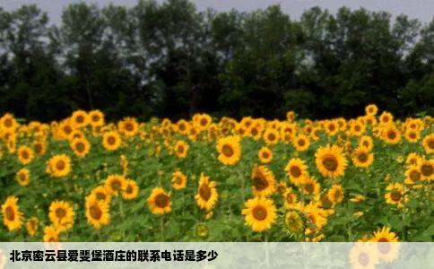 北京密云县爱斐堡酒庄的联系电话是多少