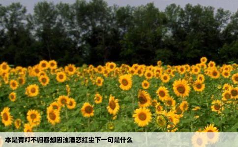 本是青灯不归客却因浊酒恋红尘下一句是什么