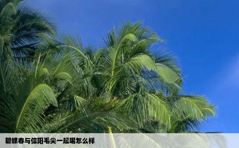 碧螺春与信阳毛尖一起喝怎么样