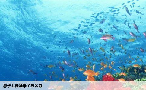 鼻子上长酒米了怎么办