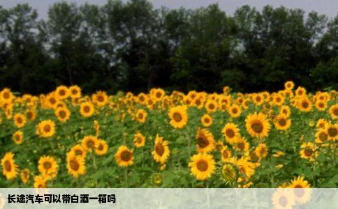 长途汽车可以带白酒一箱吗