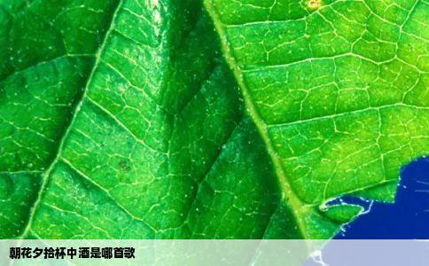 朝花夕拾杯中酒是哪首歌