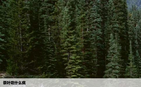 茶叶吃什么病