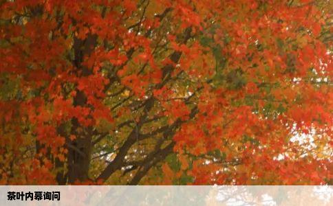 茶叶内幕询问