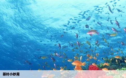 茶叶小妙用