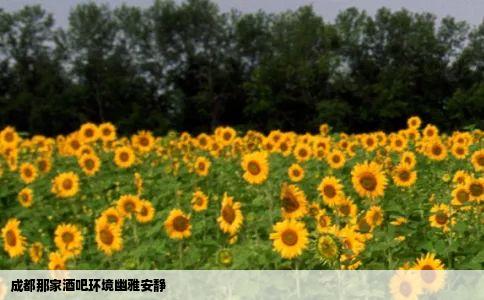 成都那家酒吧环境幽雅安静