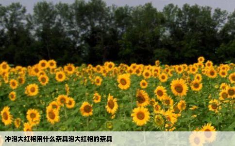 冲泡大红袍用什么茶具泡大红袍的茶具