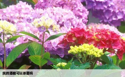 纯的酒精可以杀菌吗