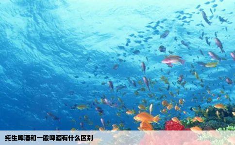 纯生啤酒和一般啤酒有什么区别