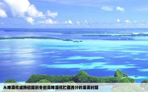 从啤酒花成熟初期到冬前是啤酒花贮藏养分的重要时期