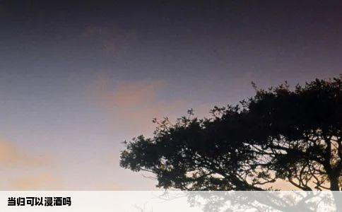 当归可以浸酒吗