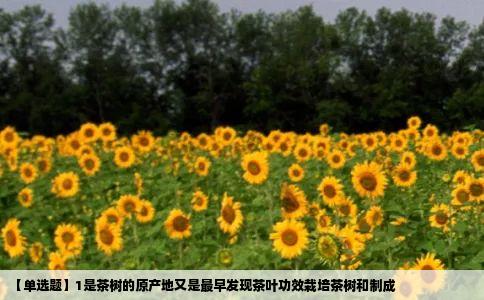【单选题】1是茶树的原产地又是最早发现茶叶功效栽培茶树和制成
