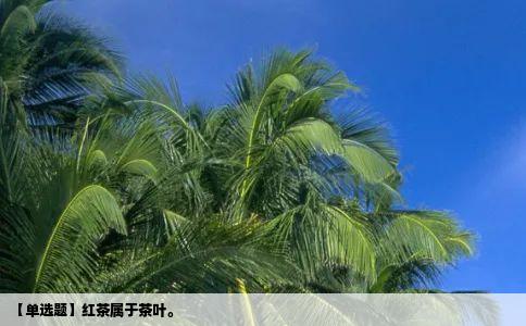 【单选题】红茶属于茶叶。