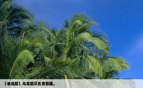 【单选题】乌龙茶又名青茶属。