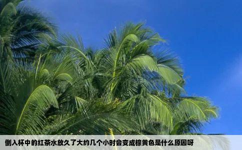 倒入杯中的红茶水放久了大约几个小时会变成棕黄色是什么原因呀