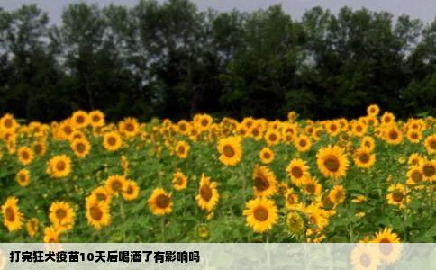 打完狂犬疫苗10天后喝酒了有影响吗