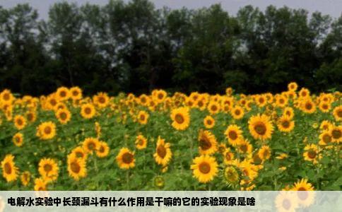 电解水实验中长颈漏斗有什么作用是干嘛的它的实验现象是啥