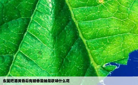 东篱把酒黄昏后有暗香盈袖是歌咏什么花