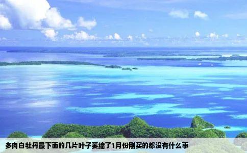 多肉白牡丹最下面的几片叶子萎缩了1月份刚买的都没有什么事