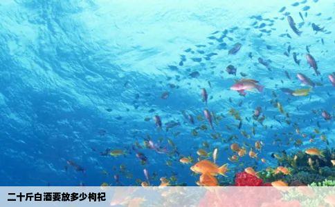 二十斤白酒要放多少枸杞