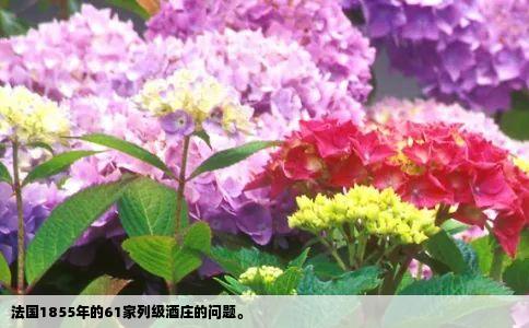 法国1855年的61家列级酒庄的问题