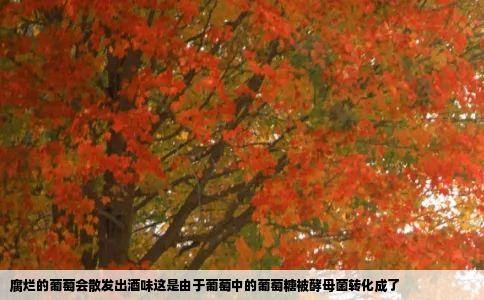 腐烂的葡萄会散发出酒味这是由于葡萄中的葡萄糖被酵母菌转化成了