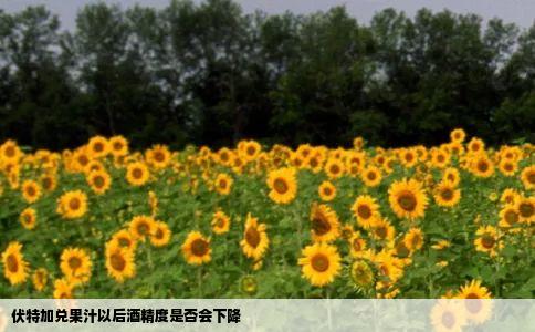 伏特加兑果汁以后酒精度是否会下降