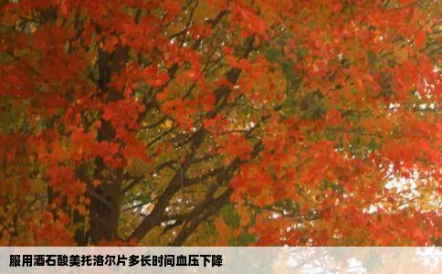 服用酒石酸美托洛尔片多长时间血压下降