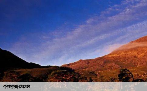 个性茶叶店店名