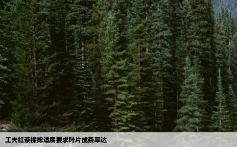 工夫红茶揉捻适度要求叶片成条率达