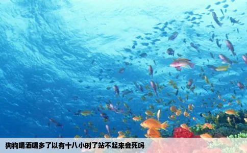 狗狗喝酒喝多了以有十八小时了站不起来会死吗