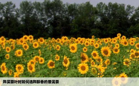 购买茶叶时如何选购醇香的普洱茶