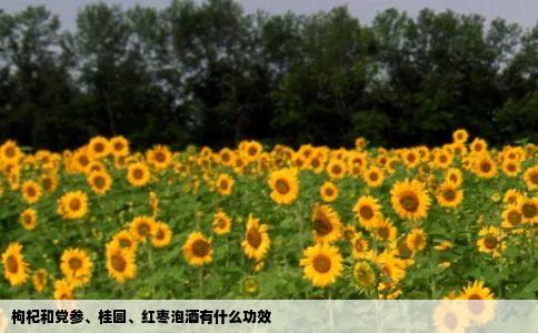 枸杞和党参桂圆红枣泡酒有什么功效