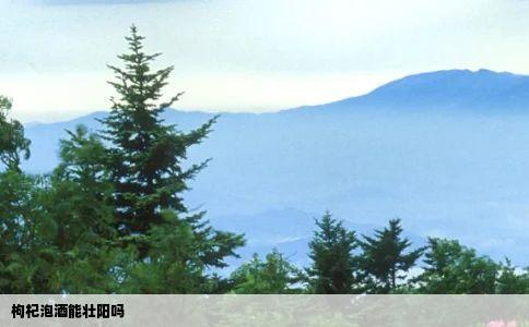 枸杞泡酒能壮阳吗