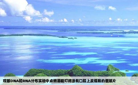 观察DNA和RNA分布实验中点燃酒精灯将涂有口腔上皮细胞的载玻片