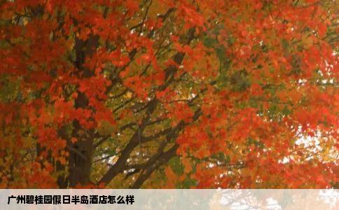 广州碧桂园假日半岛酒店怎么样